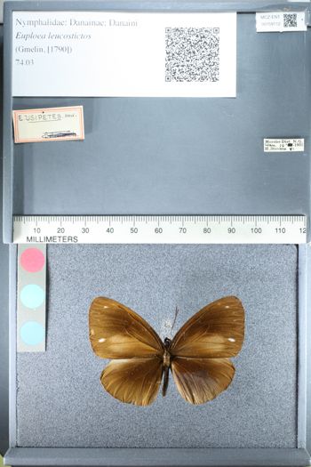 Media type: image;   Entomology 159112